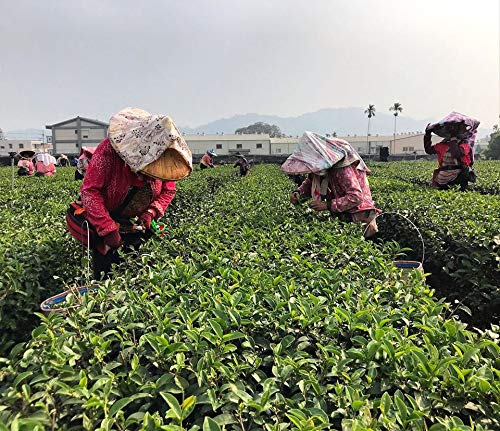 GABA Gold - Organic Oolong Super Tea, Loose Leaf - 100% Natural Grown and Processed - 3.5 ounces