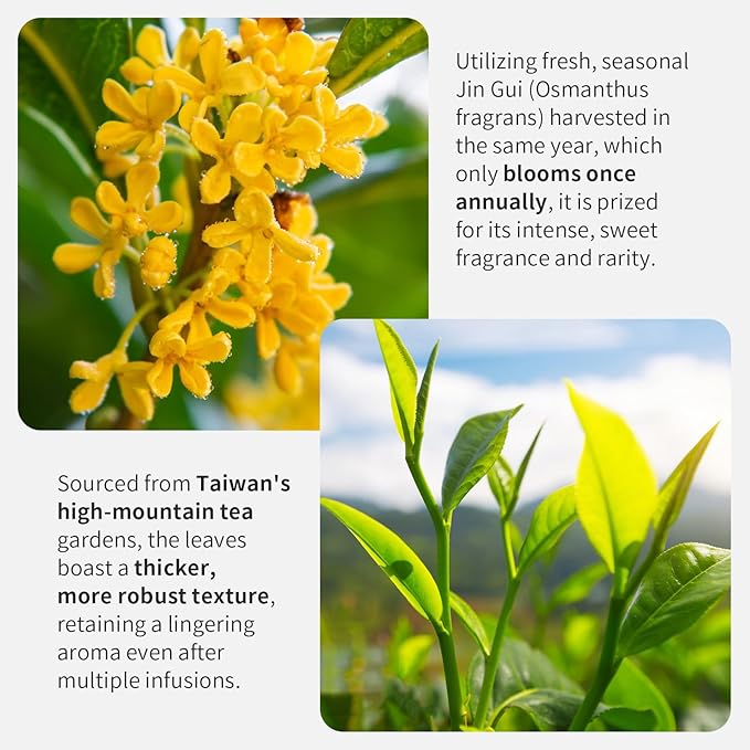 Yuexi Osmanthus Oolong Tea Loose Leaf Premium Taiwan Oolong Tea Taiwan Tea Natural Osmanthus Fragrance Sweet Taste 150g/5.29oz Taiwan Gao Shan Ulong Tea 桂花乌龙茶 台湾茶 桂花烏龍茶 台灣烏龍茶