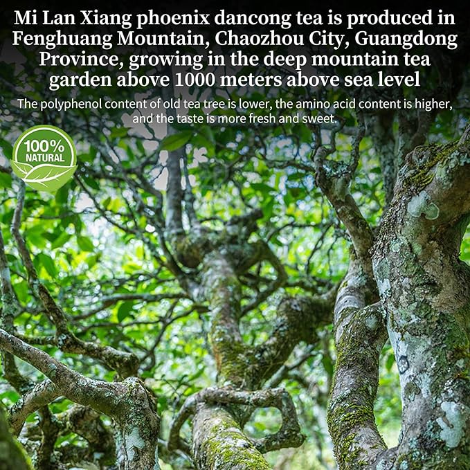 XIXICHA Phoenix Dancong Oolong Tea 120g/4.23oz Honey Orchid Mi Lan Xiang Phoenix Oolong Tea Loose Leaf Chinese Tea Chinese High Mountain Strong Floral Flavor 特级凤凰单枞 乌龙茶 单丛茶 潮州乌岽单枞茶叶